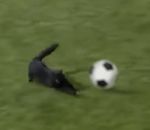terrain Un chat s'incruste dans un match de foot