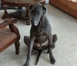 assis Un chien se gratte les pattes avant