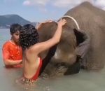 elephant trompe Un femme fait un tour d'éléphant