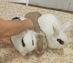 lapin Des lapins aimantés
