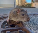 plaque Sauvetage d'un rat coincé dans une plaque d'égout