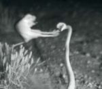 rat attaque Rat Ninja vs Serpent