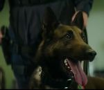 aeroport Un chien policier vs Homme suspect dans un aéroport (Animalife)