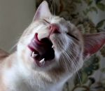 chat bruit Un chat ronronne comme Predator