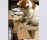 chaton chatte pousser Une chatte apprend à son chaton à entrer dans un carton