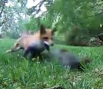 ecureuil attaque Écureuil vs Renard
