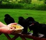 bebe Donner à manger à bébés corbeaux orphelins (Canada)