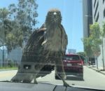 angeles Une buse sur le capot d'une voiture (Los Angeles)
