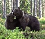 foret Bagarre d'ours