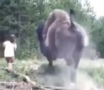enfant charge Un bison projette une fillette en l'air