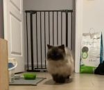 barriere chat Un chat saute une barrière avec classe