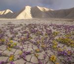 desert Un désert en fleurs (Utah)