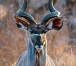 antilope Koudou majestueux 