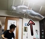 cachee blague Ninja blanc au plafond (Sushi Ramen Riku)