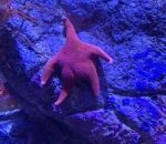 aquarium etoile Patrick Étoile de mer en vrai