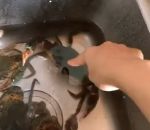 crabe Un crabe en pince pour une femme