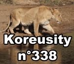 koreusity zapping aout Koreusity n°338
