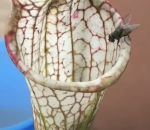 mouche grenouille Une plante carnivore surprenante