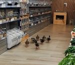 canard Des canards picorent des graines dans un magasin bio