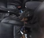 bouton chien verrouillage Un chien s'enferme par accident dans la voiture