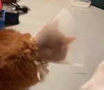 poil Un chat avec la queue rasée