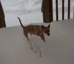 chien neige Chien vs Neige