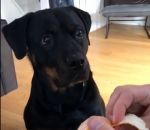 impatience Un chien adore les clémentines