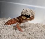 sable Gecko avec un chapeau de sable