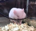 roue Un hamster endormi dans sa roue