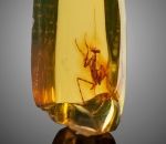 fossile ambre Cette mante est figée dans l'ambre depuis 30 millions d'années.