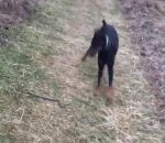 promenade Un chien aide son maitre qui a peur d'un serpent