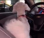 couiner Un chien impatient dans une voiture