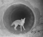ami Un coyote et un blaireau traversent un tunnel
