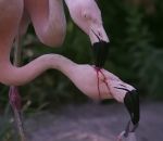 oiseau Un bébé flamant rose nourri au lait de jabot rouge