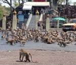 invasion Bagarre de singes affamés à cause d'une banane (Lopburi)