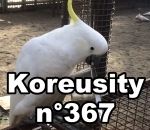 compilation Koreusity n°367