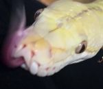serpent Pet de python