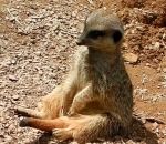 suricate Un suricate lutte contre le sommeil