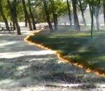 herbe incendie Incendie de duvet de peuplier sur de l'herbe