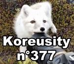 compilation Koreusity n°377