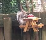 pique-nique Table de pique-nique pour écureuil 
