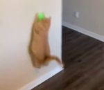 pointeur Ce chat ne chasse pas le pointeur laser n'importe où