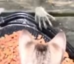 croquette Des petites mains volent la nourriture des chats
