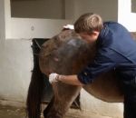 veterinaire Vider l'abcès d'une mule