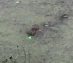 alligator Alligator vs Pointeur laser