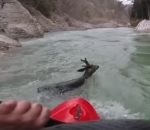 kayakiste Un kayakiste sauve un cerf de la noyade