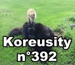 compilation aout Koreusity n°392