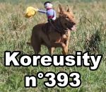 koreusity zapping aout Koreusity n°393