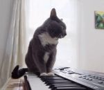 chat musique Il accompagne son chat posé sur le piano