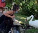 cygne Mets ton masque, on t’a dit !